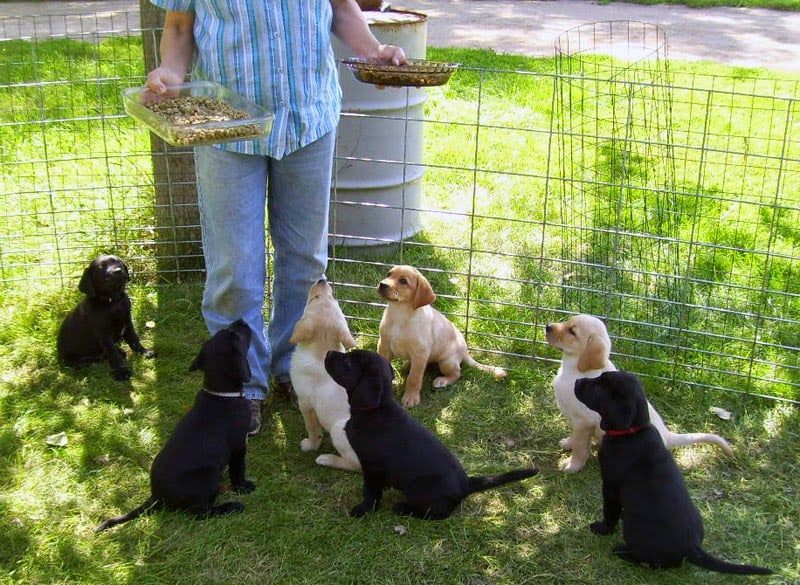 8weeks-PuppySit
