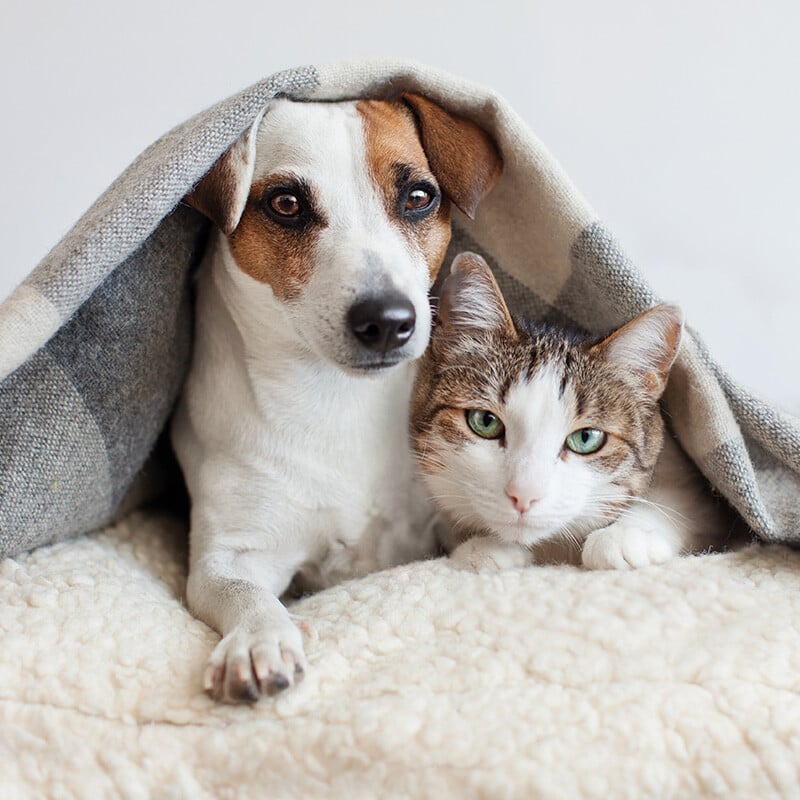 Dog and cat under blanket
