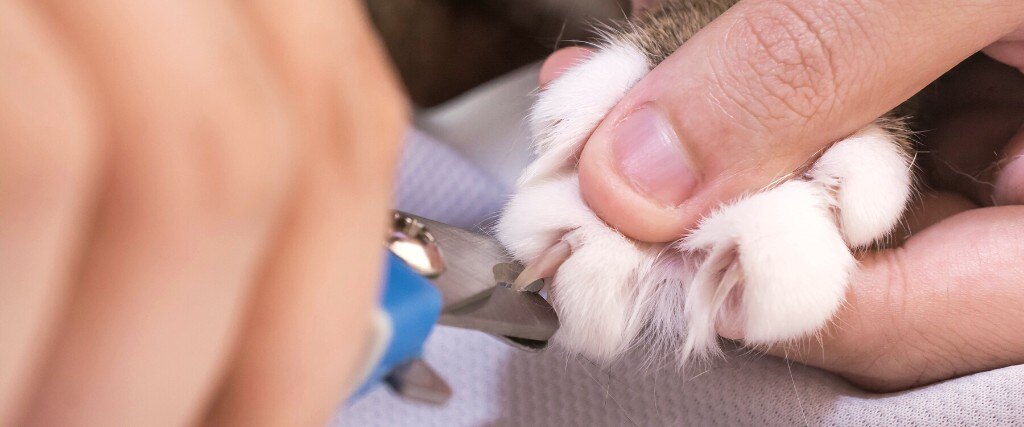 how-to-trim-your-cats-nails-blog-image-2