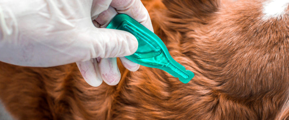 veterinary-guide-to-treating-itchy-skin-parasites-blog-image-1-980x409
