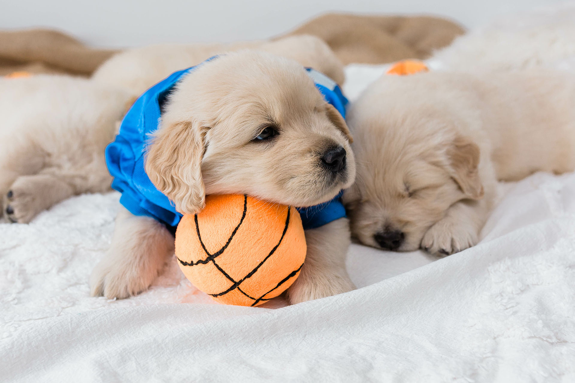 New Puppy Veterinarian in Ohio