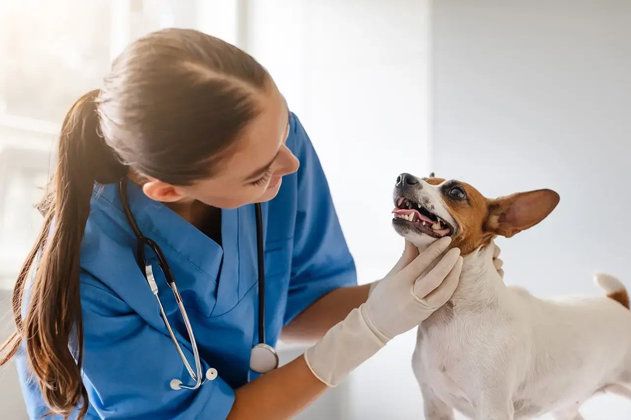 Vet examines happy dogs teeth in clinic