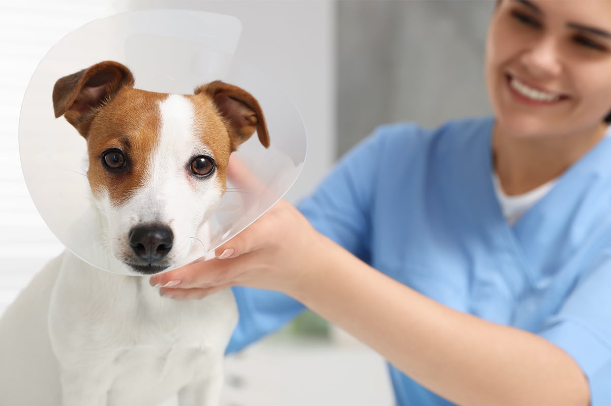 dog-neuter-procedure-thumbnail