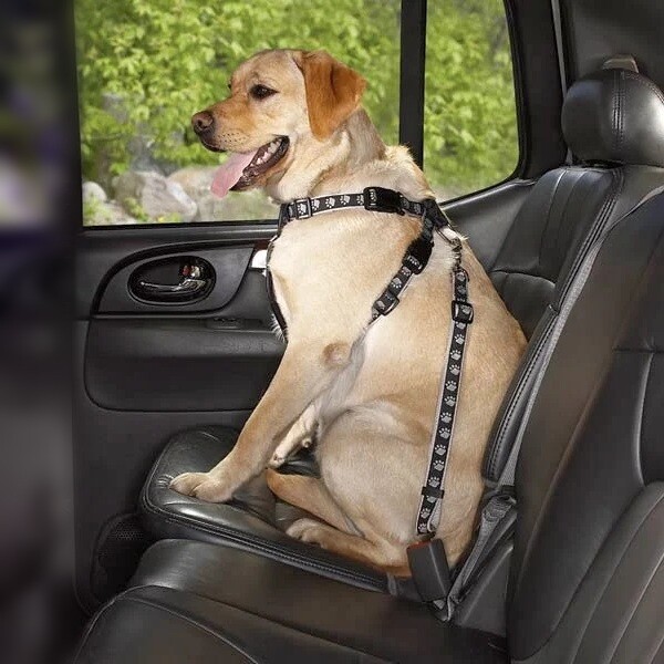 tethered-seatbelt2