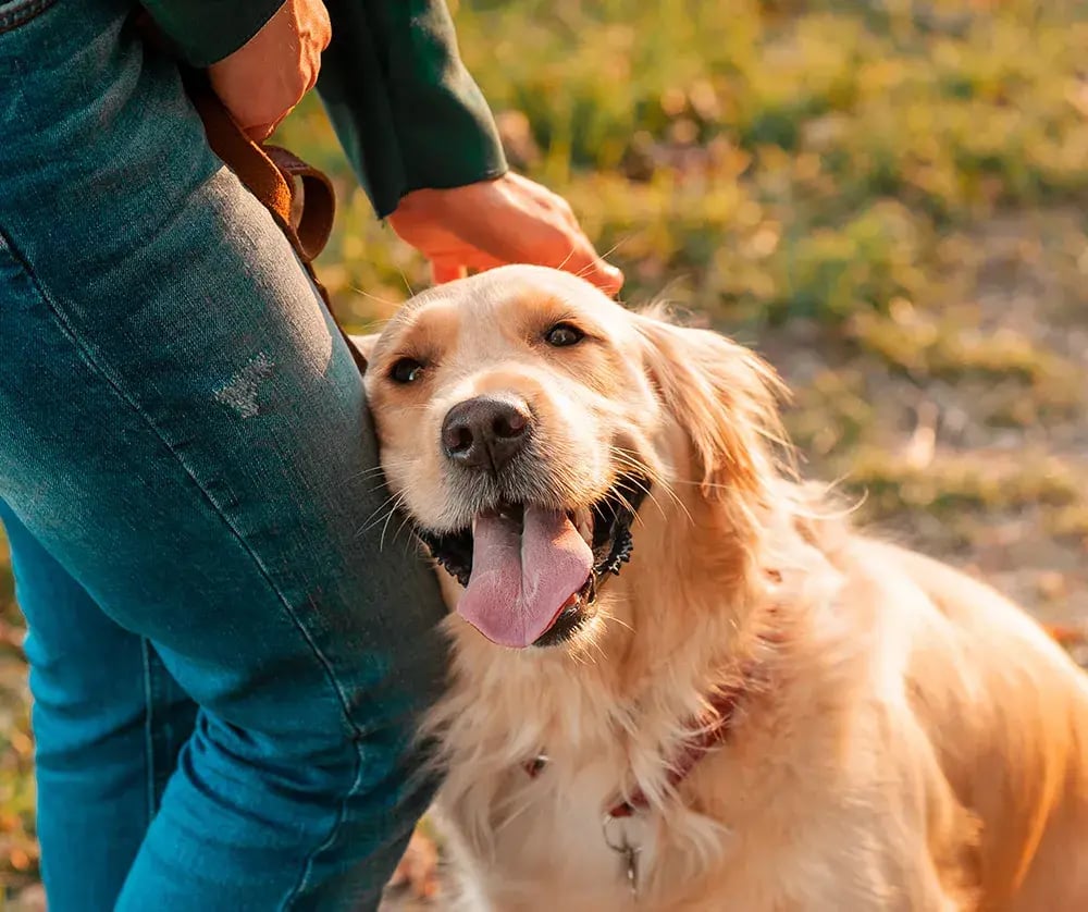 dog-leaning-against-owners-leg