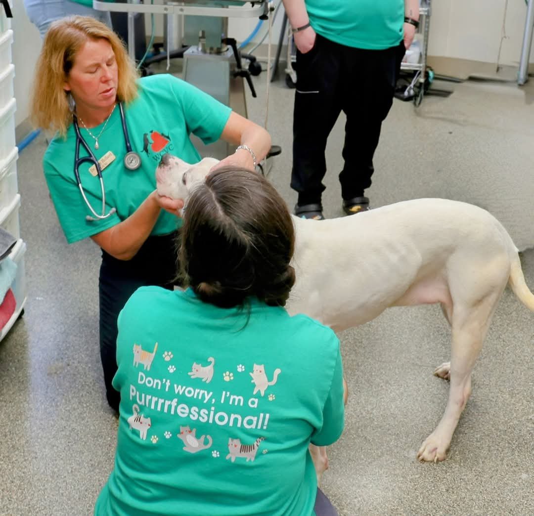 dr-hellard-examining-dog--volunteer-event