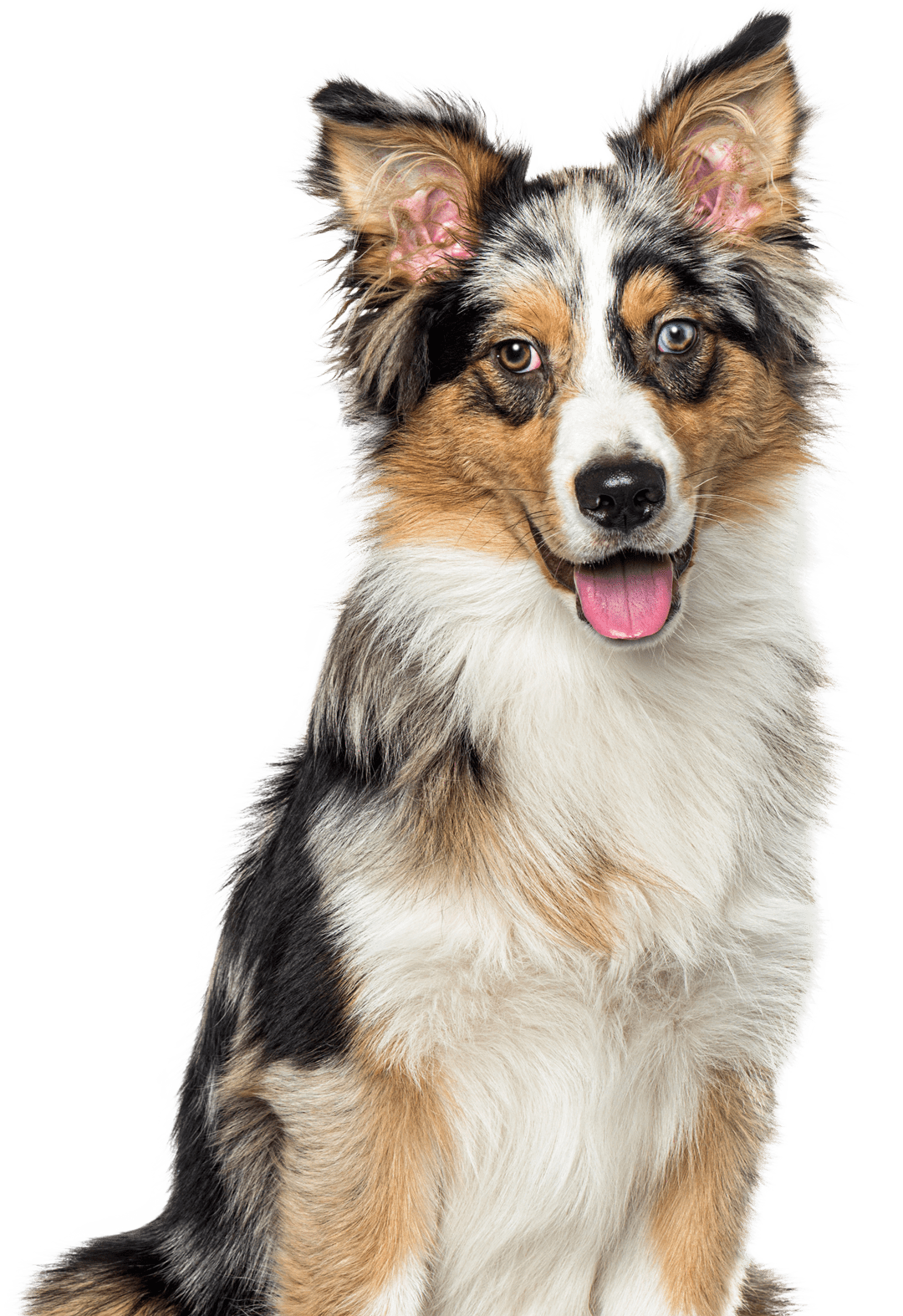 Australian Shepherd Dog