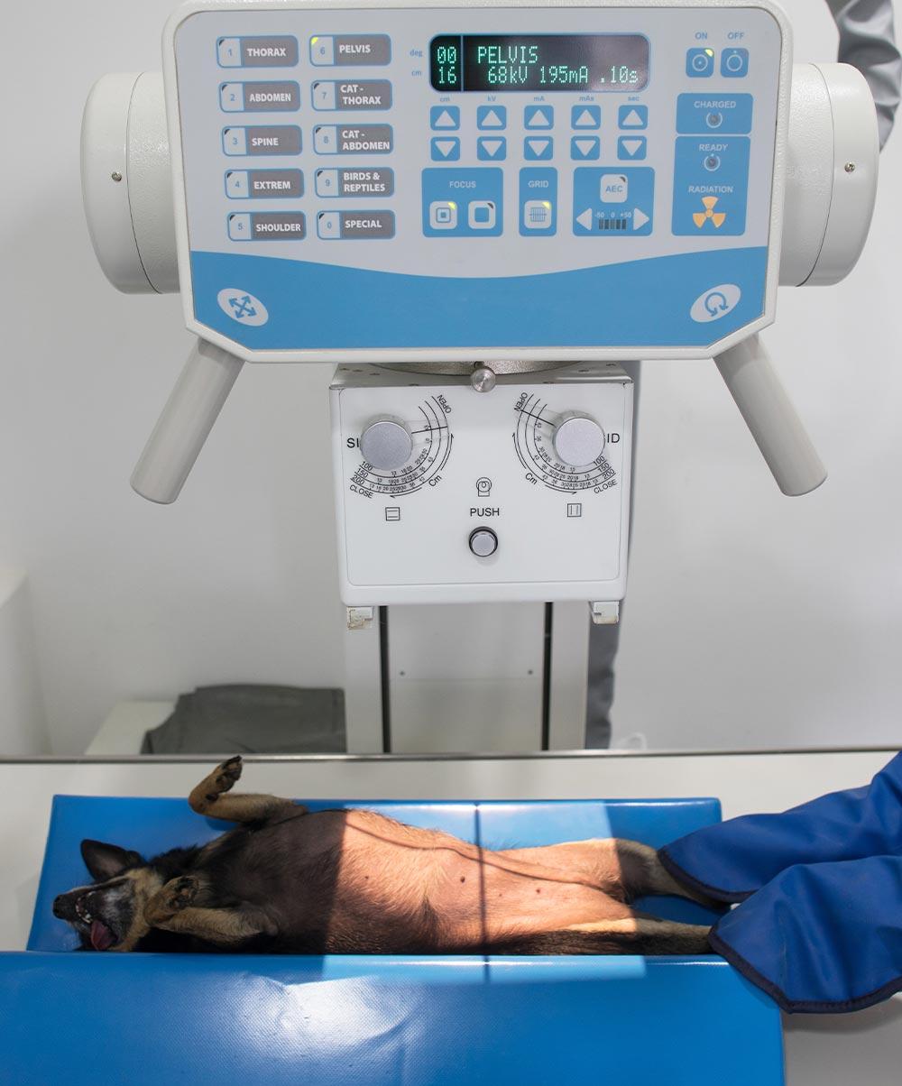 veterinary technician wearing lead gloves and holding black chihuahua's legs during x-ray