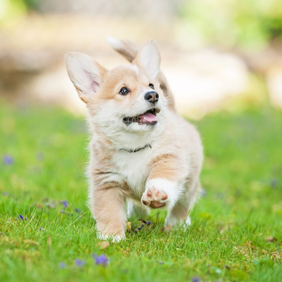 adorable Corgi puppy running through grass