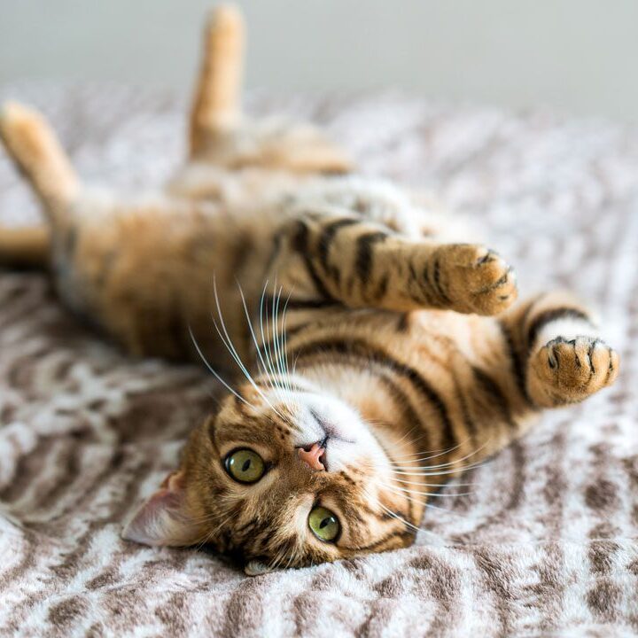 cute bengal cat laying on its back on blanket