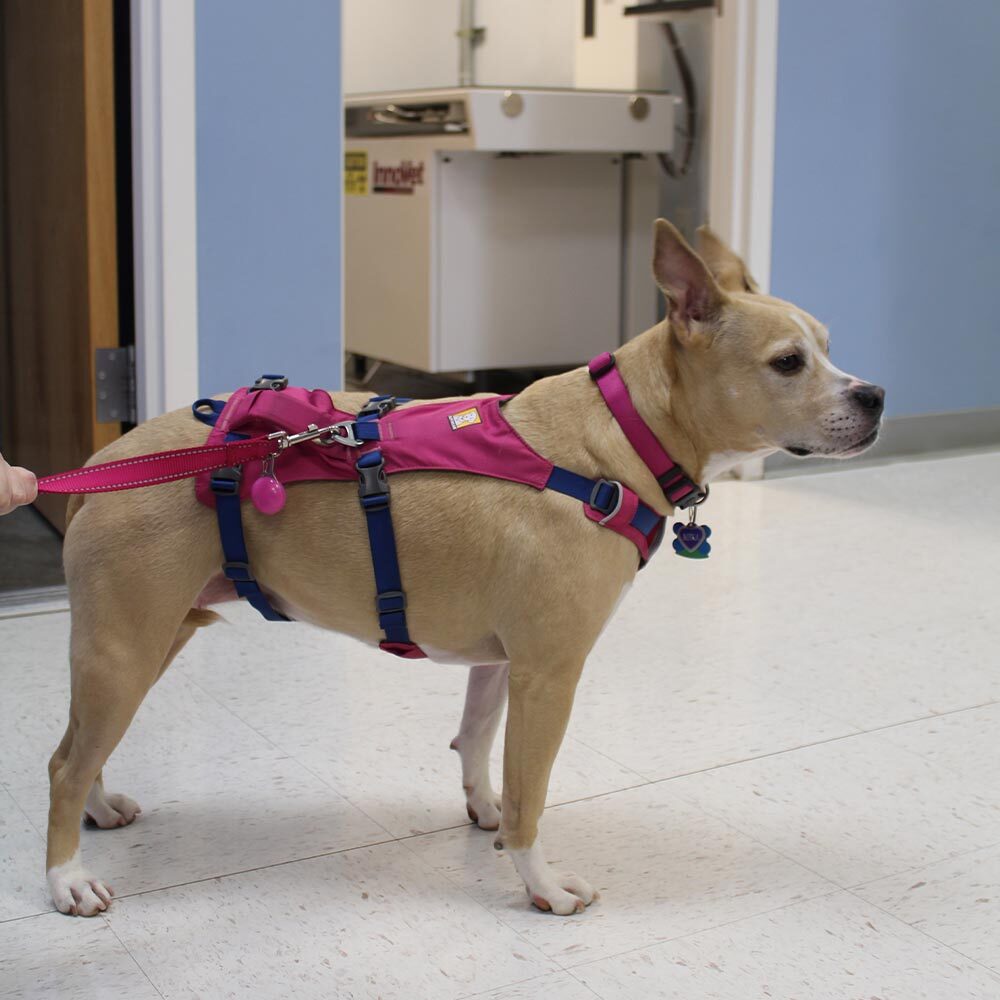 dog with pink harness standing