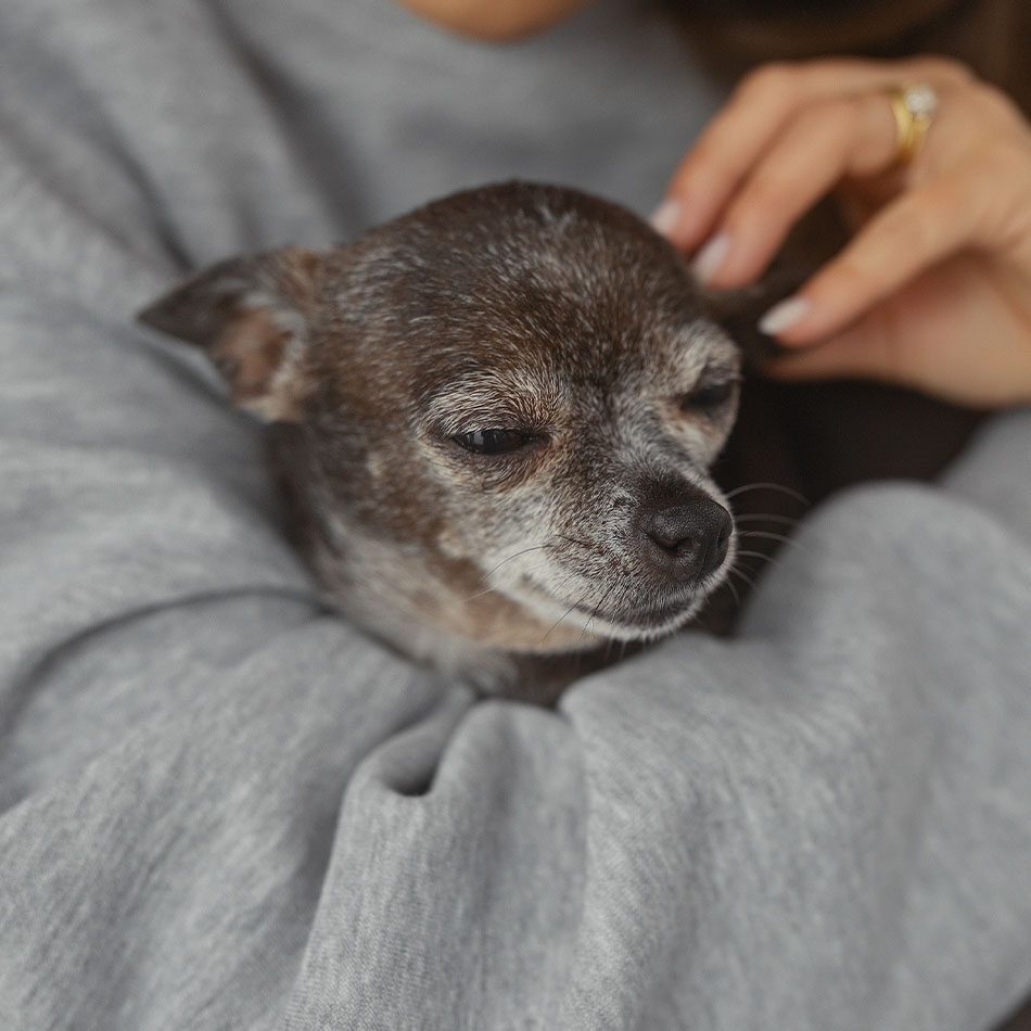 female gently petting brown senior chihuahua indoors