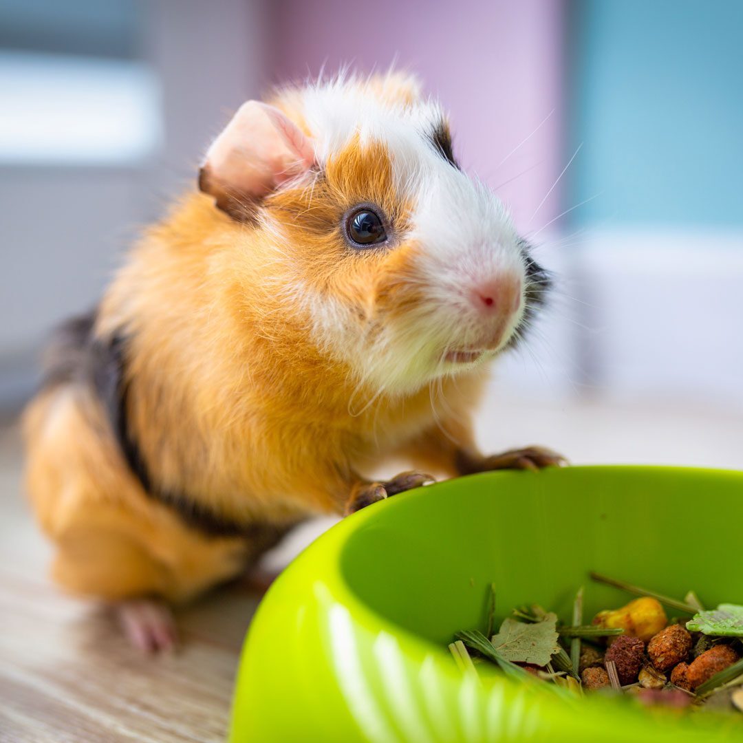 Guinea pig eating food out of a green bowl
