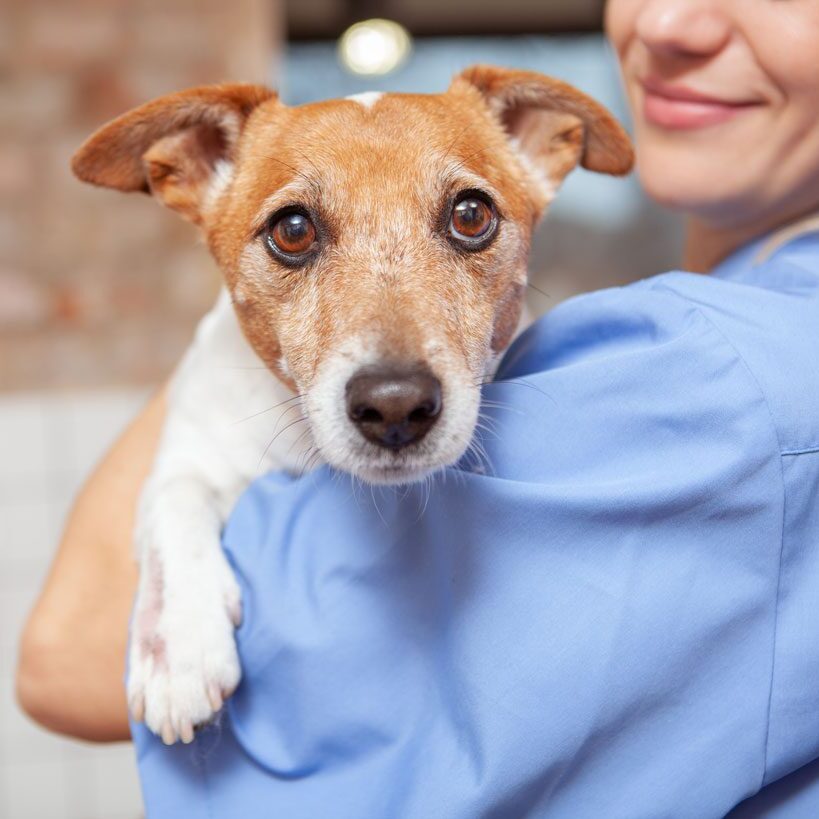 Jack Russel Held By Vet