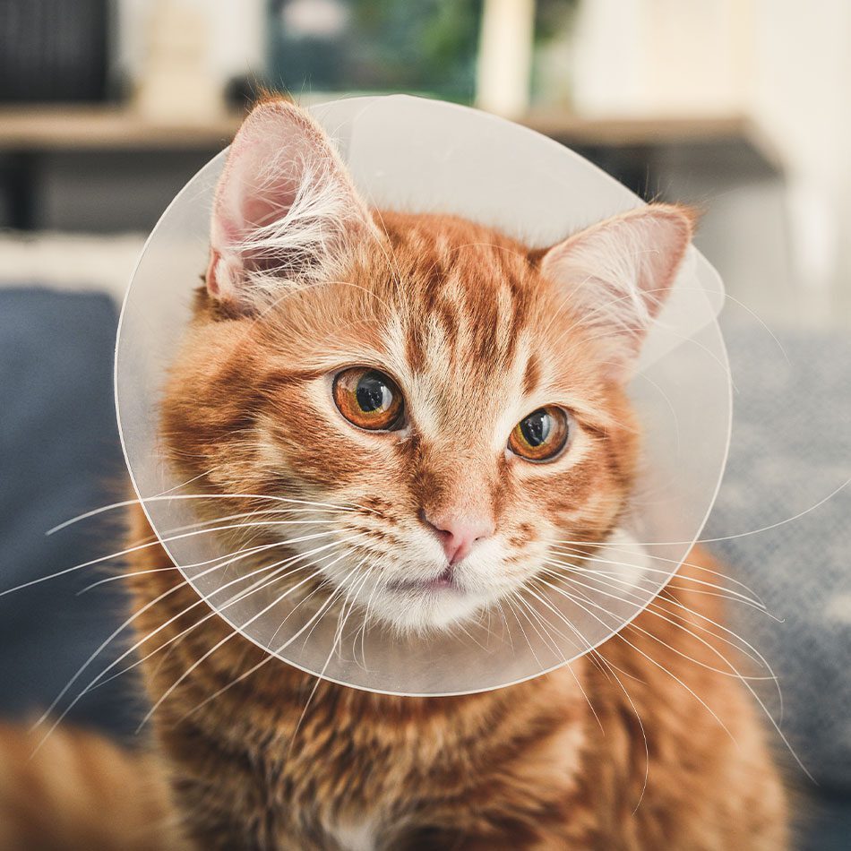 orange striped tabby cat wearing plastic cone around neck after surgery