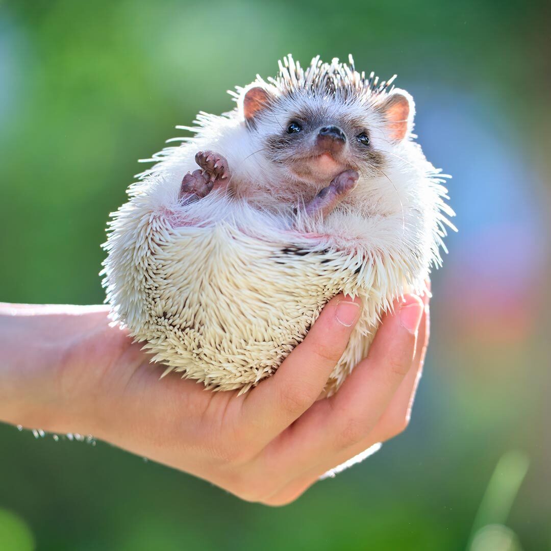person holding up hedgehog in one hand outdoors with blurry background