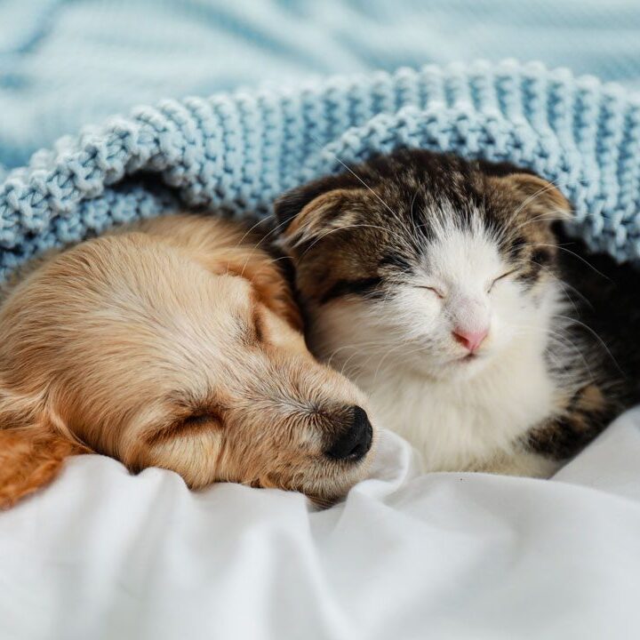Puppy And Kitten Sleeping On Bed