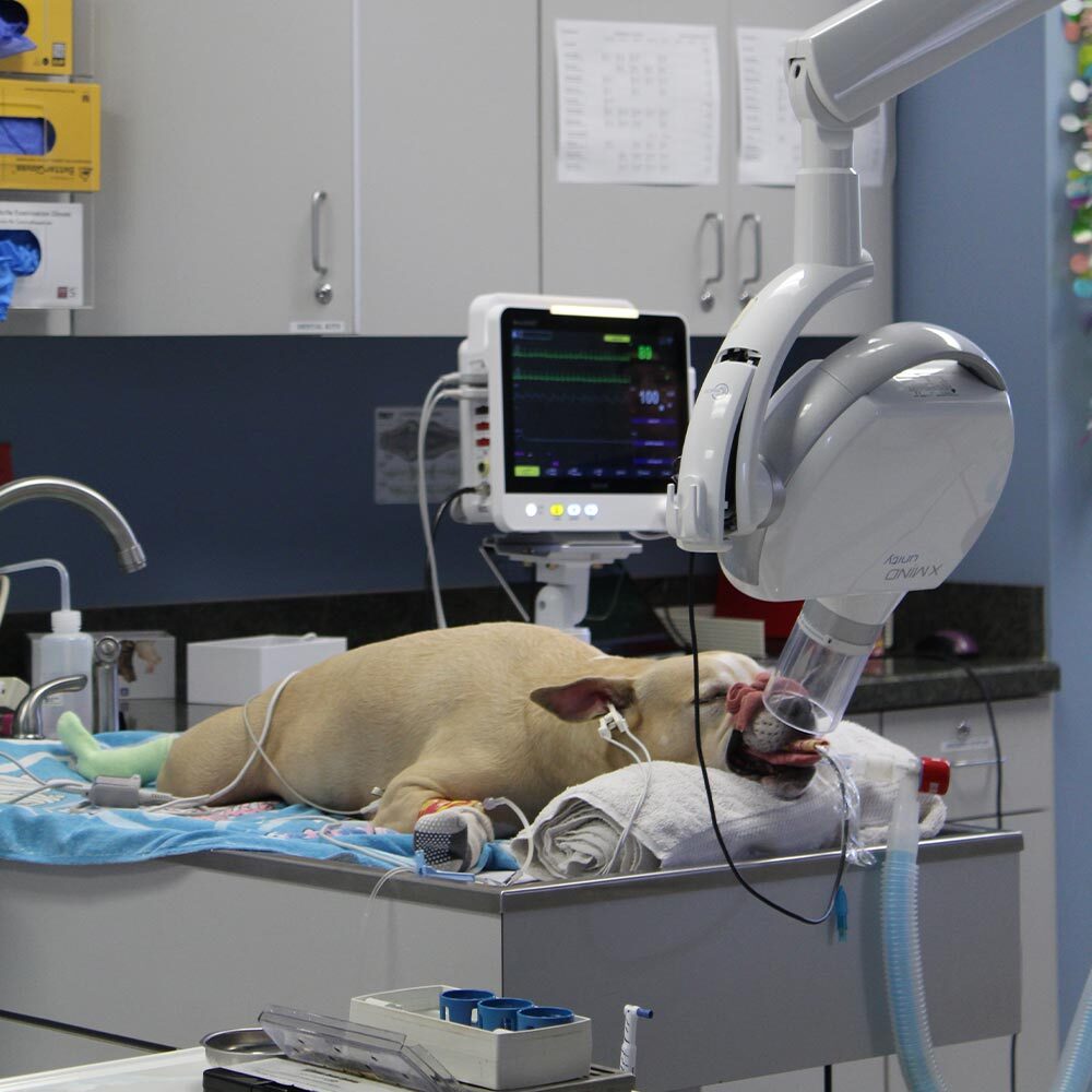 sedated dog lying on table while veterinarian gets dental xrays