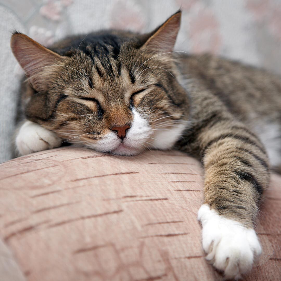brown striped tabby cat sleeping on pillow