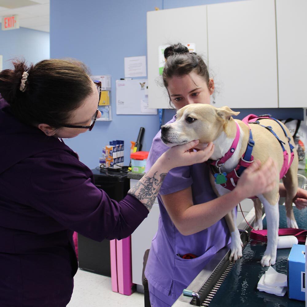 two female staff members with dog standing on exam table