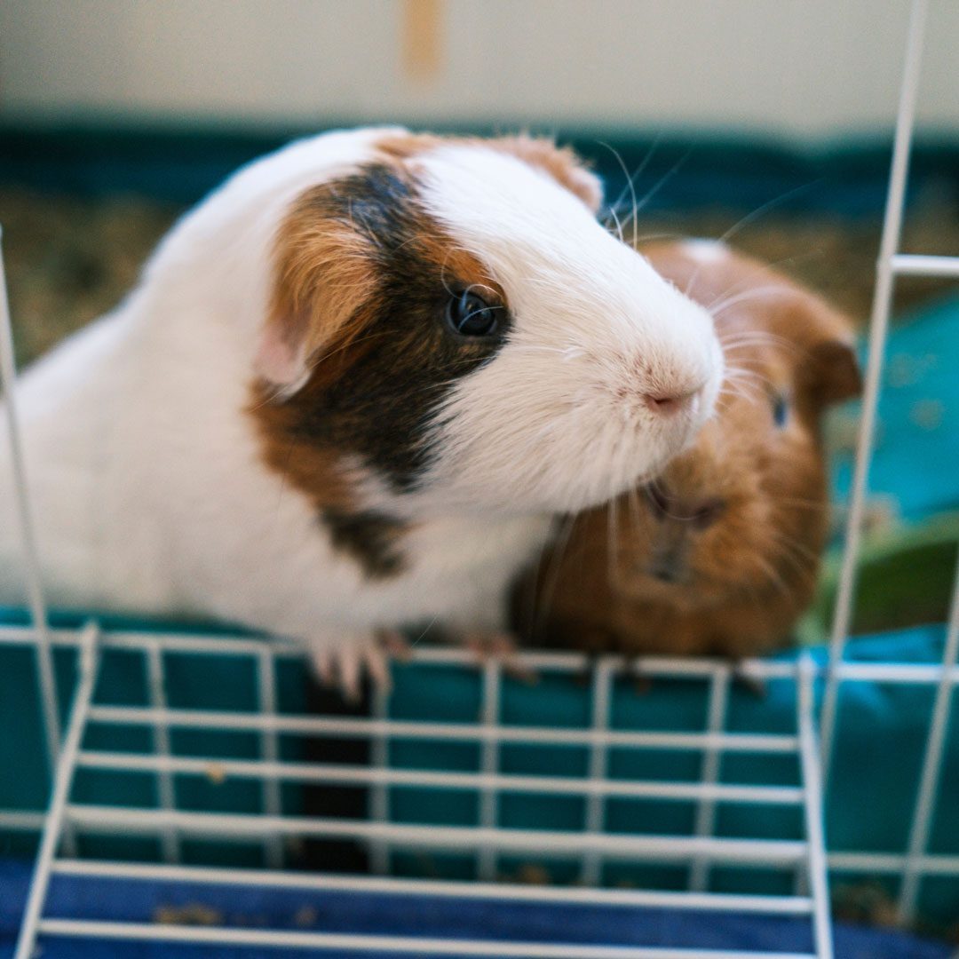 two Guinea pigs in a cage