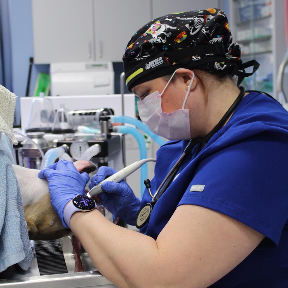veterinarian wearing black scrub cap with cat and dog and colorful polka dot pattern cleaning sedated dog's teeth
