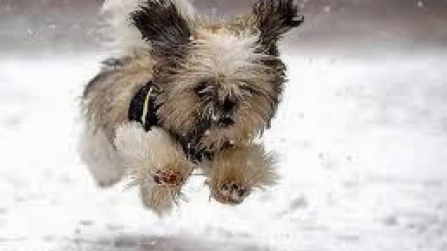 Cold weather tips for your pets
