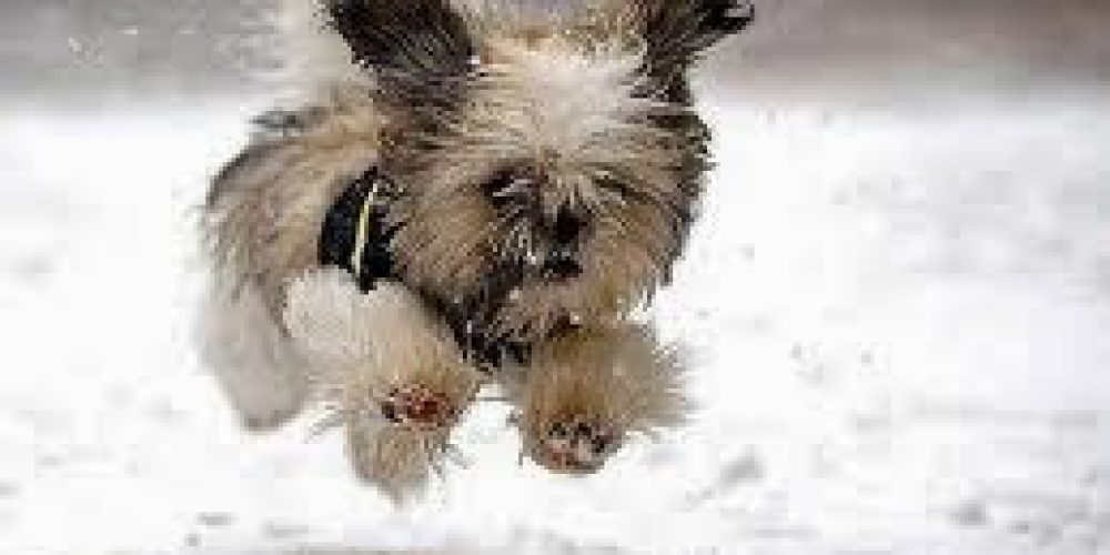 Cold weather tips for your pets