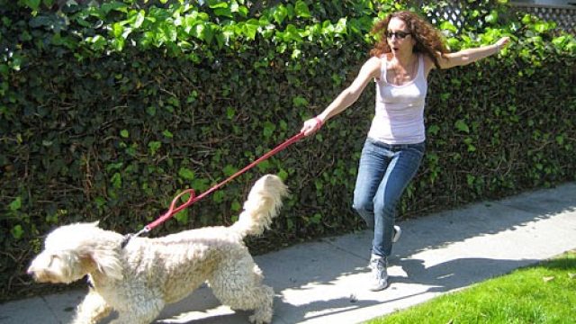 Leash pulling and how to take a pleasant walk with your dog