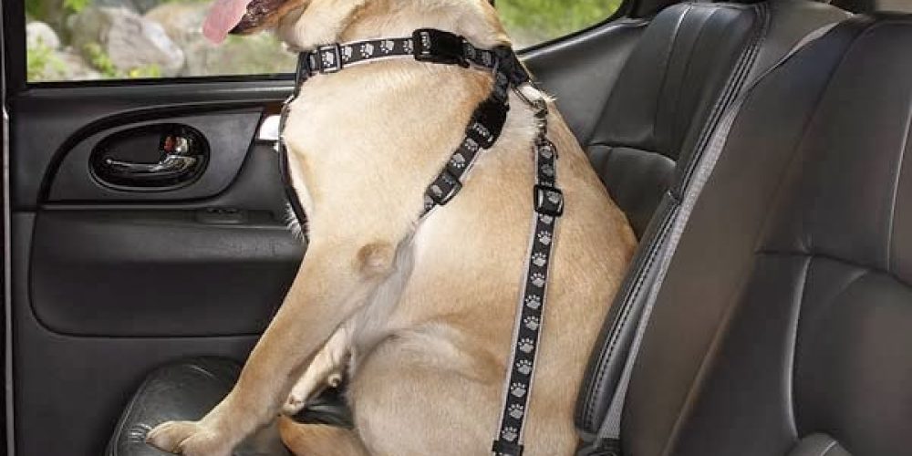 Car Manners for your Dog