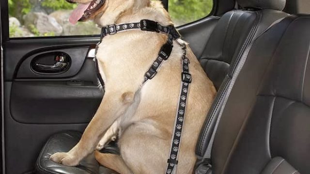 Car Manners for your Dog
